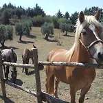 Terranova
